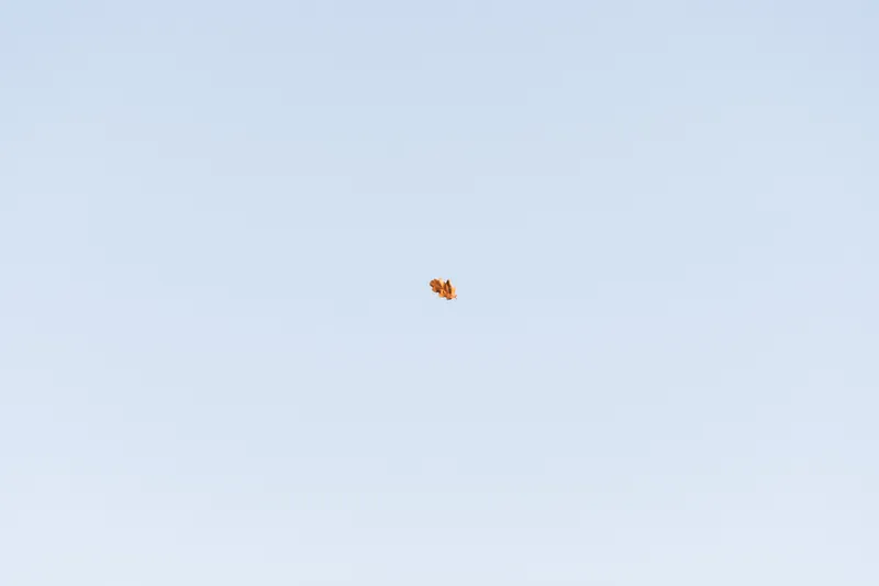 Oak leaf, Rothamstead. 2023.